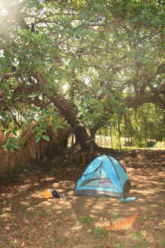 a blue tent on the ground under a tree at Hostal Ojo de Agua in Transito