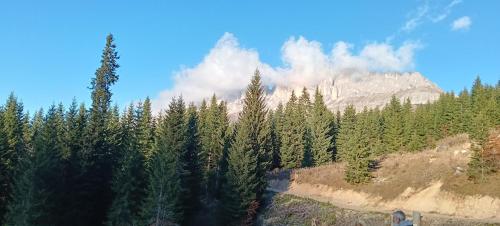 a forest of trees with a mountain in the background at Golf Hotel Carezza in Carezza al Lago