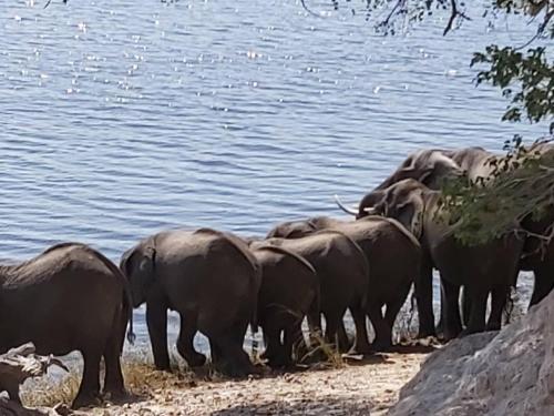 a herd of elephants standing next to the water at Top Stay Inn in Kasane