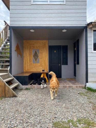 a dog and a cat standing outside of a house at Los Álamos in Puerto Tranquilo