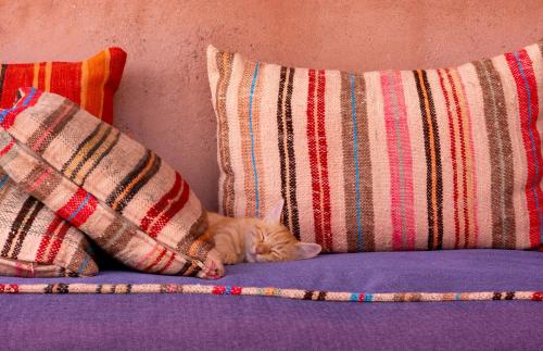 a cat laying on a couch between two pillows at MUMA Lodge in Marrakech