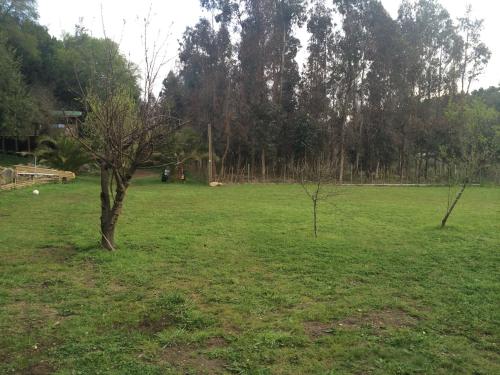 a field with a tree in the middle of it at Cabañas Rahue in Vilches