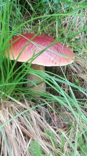 a group of red mushrooms in the grass at Apartmán 302 Oščadnica in Oščadnica