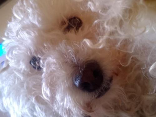 a close up of a white dog laying down at El Refugio in Villarrobledo