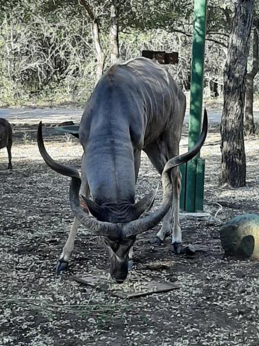 Loomad apartemendi aladel või selle läheduses