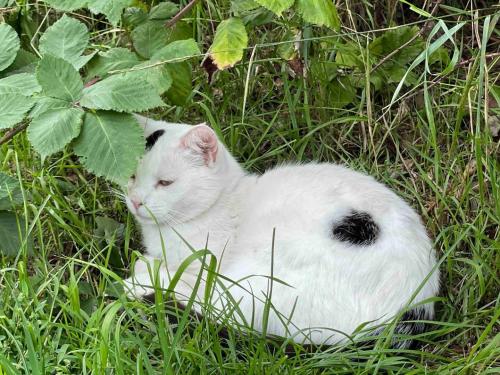 Foto dalla galleria di Zwei Zimmer Appartement Elbtalaue a Zeetze