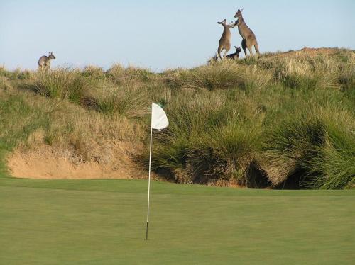 two giraffes standing on top of a golf course at Charming 1-Bed Coastal Escape at Links Lady Bay in Normanville