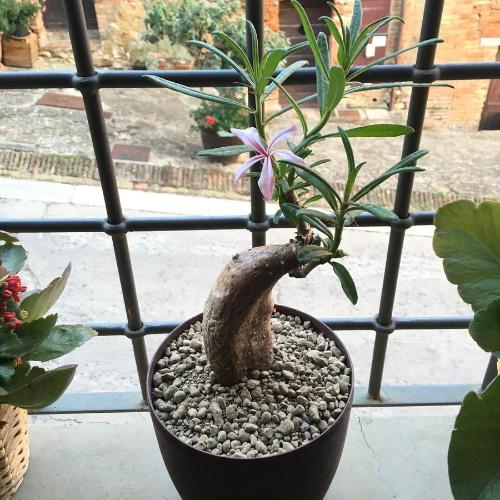 a plant in a pot with a flower in it at Alberto Charming Home in Montepulciano