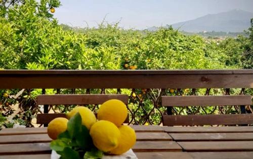 a bunch of oranges sitting on a wooden bench at L'Aranceto in Acireale