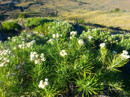 a bush with white flowers in a field at Kembang Kuning Cottages in Tetebatu