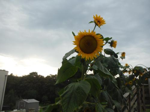 a group of sunflowers growing next to a fence at Gîte Le clos du bannet in Givonne