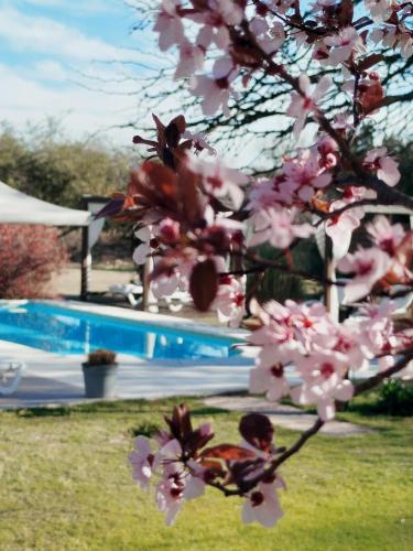 a tree with pink flowers in front of a swimming pool at Hotel Boutique Spa & Sushi Posada de Campo-Solo adultos in Villa General Belgrano