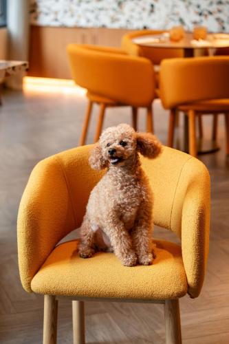 a small brown dog sitting in a chair at Cheval Maison - The Palm in Dubai