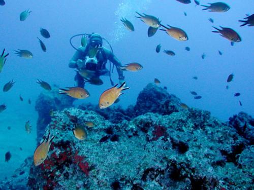 a person in the water with a group of fish at Dom Pedro Garajau in Caniço