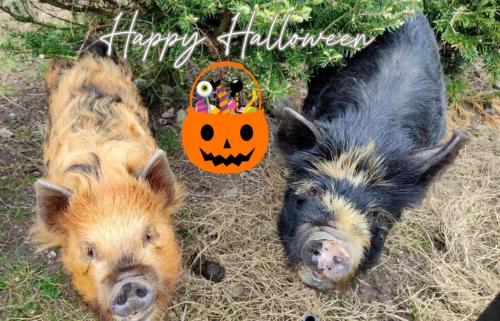 Zvířata v prázdninového domu nebo okolí