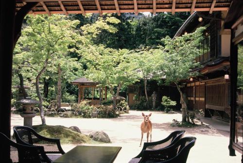 a gazelle standing in the middle of a garden at Iwaso in Miyajima