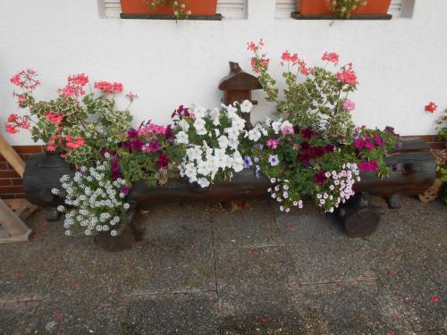 Zahrada ubytování Gästehaus Schoch-Bächle