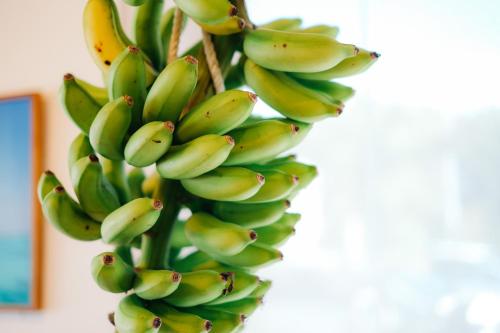 a bunch of green bananas hanging from a tree at Seaside Village 13(シーサイドヴィレッジ・サーティーン) in Ishigaki Island