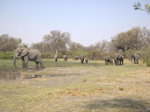 Khwai Game Lodge and Campsite