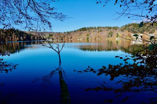 vistas a un lago con un árbol en el agua en Appartement Dans un village en Auvergne sancy, en Égliseneuve-dʼEntraigues