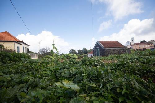 a garden filled with lots of green plants at Casa Serafina by Rent-a-key in Santa Maria Madalena