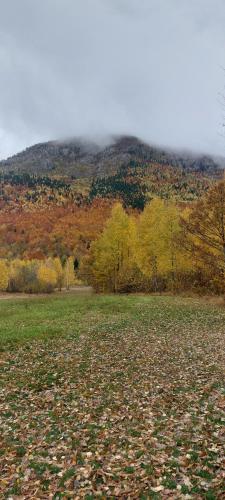 a field with trees and a mountain in the background at Wild Beauty Brezna in Pluzine