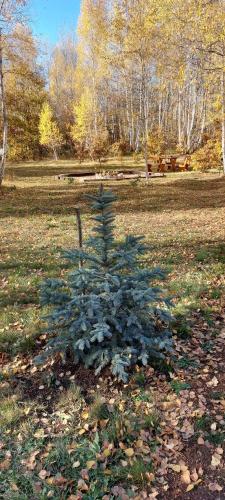 a small christmas tree in the middle of a field at Wild Beauty Brezna in Pluzine