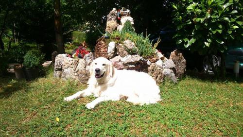 a white dog laying on the grass in a yard at Karali Apartments in Lagadin