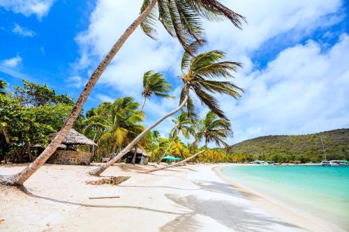 una spiaggia con due palme e l'oceano di Windward Mayreau Resort a Mayreau