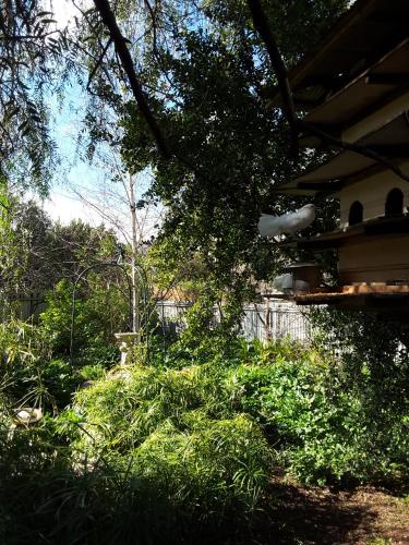 a garden with green bushes and trees and a building at The Dove Cote in Tanunda