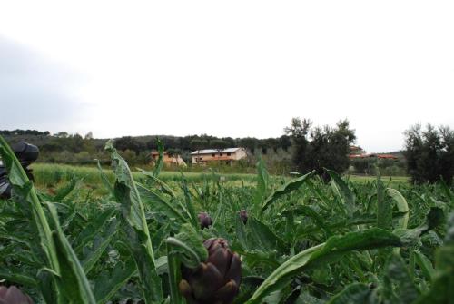a field filled with lots of green plants at Agriturismo Val di Nappo in Castiglione della Pescaia