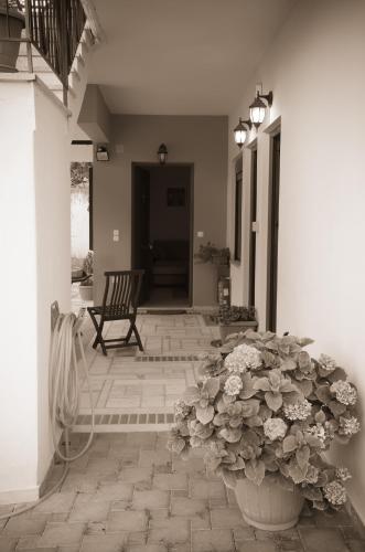 a porch with a potted plant and a chair at Nefeli in Levidhion