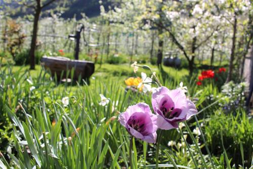 a garden with pink flowers in the grass at Eco Bnb & Apartments Bründlerhof in Marlengo