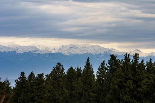 um grupo de árvores com montanhas ao fundo em Panorama Kakheti Resort em Gurjaani