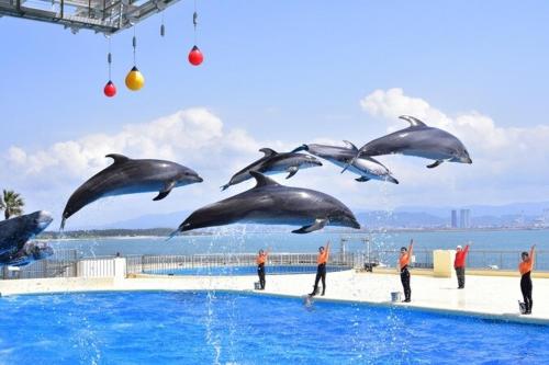 a group of dolphins jumping out of a pool at 一棟貸民泊西戸崎駅前 in Fukuoka