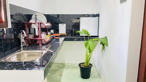 ウェリガマにあるWind Hill Villa - Weligamaのキッチン(シンク、鉢植えの植物付)