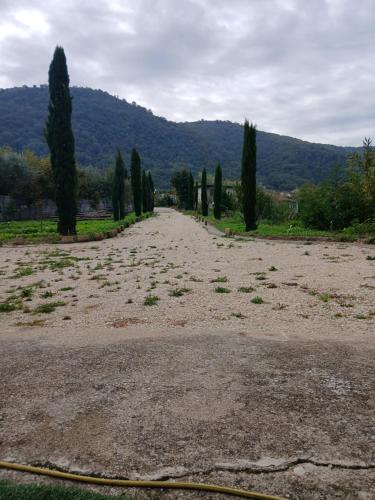 un camino de tierra con árboles y una montaña en el fondo en Il cipresso, en Limatola