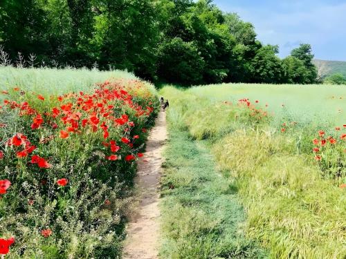 Κήπος έξω από το Podere La Miniera Room And Food