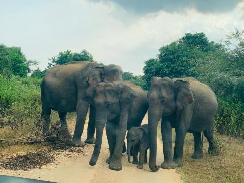 a group of elephants walking down a dirt road at Residence Inn in Udawalawe