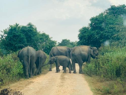 a group of elephants walking down a dirt road at Residence Inn in Udawalawe