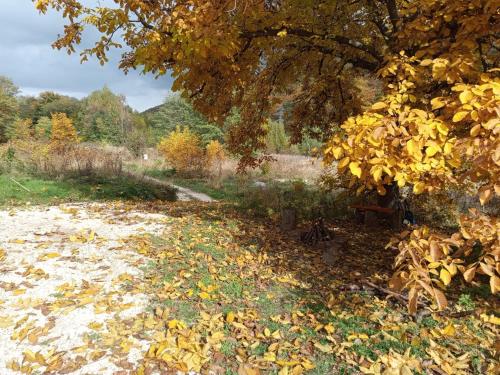 a bunch of leaves on the ground under a tree at La Râu - Căsuța de sus in Cîmpulung