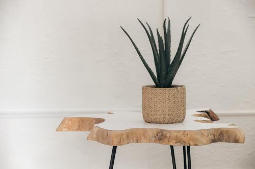 a potted plant sitting on top of a wooden table at Cayenne Cozy Apt with Generator and Cistern in Bayamon in Sierra Linda