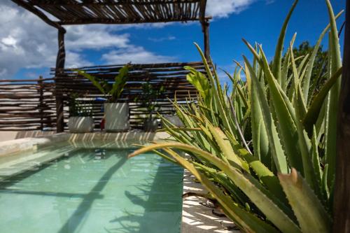 Bazén v ubytování Teva Tulum, Aldea Zamá nebo v jeho okolí