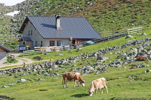 two cows grazing in a field in front of a house at Pension Fuchs in Pfunds