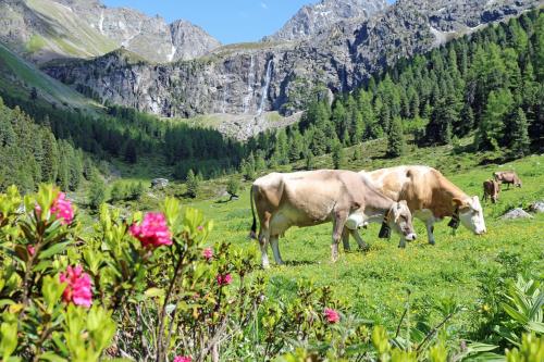 a group of cows grazing in a field of flowers at Pension Fuchs in Pfunds