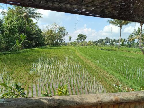 Bulan Bungalows and Cafe室外花園