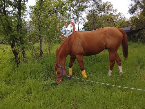 Άλλα ζώα σε αυτός ο ξενώνας ή στη γύρω περιοχή