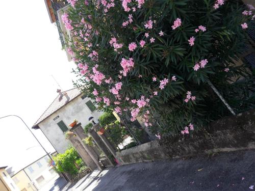 a bush of pink flowers on the side of a building at Affittacamere Erbagatta in Erba