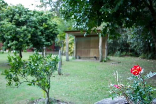 a garden with a shed and a red flower at Bielby's Hideaway in Eudlo