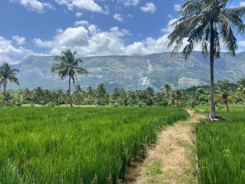 a dirt road in a field with palm trees at Tharissu potta farm stay in Kollengode